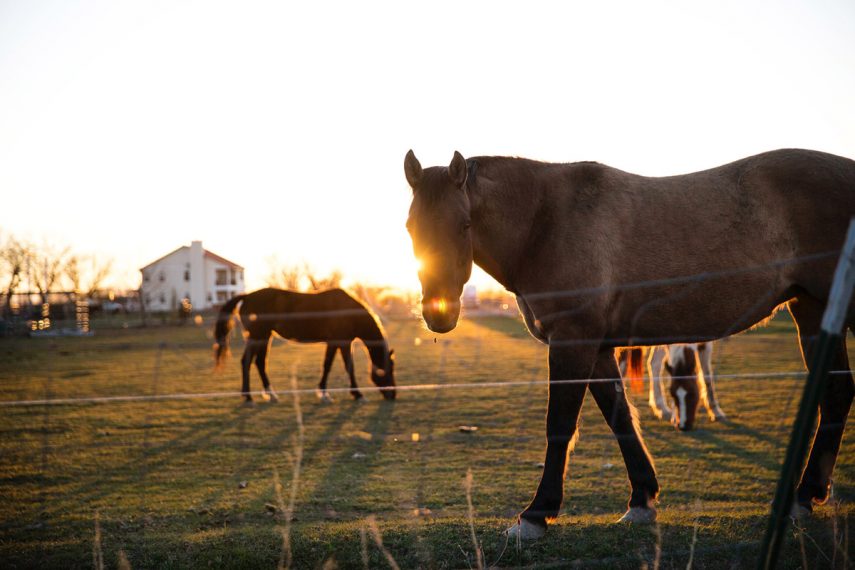 Five Benefits of Equine Assisted Psychotherapy