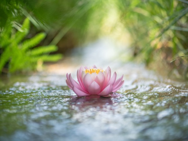 pink-lotus-flower-or-water-lily