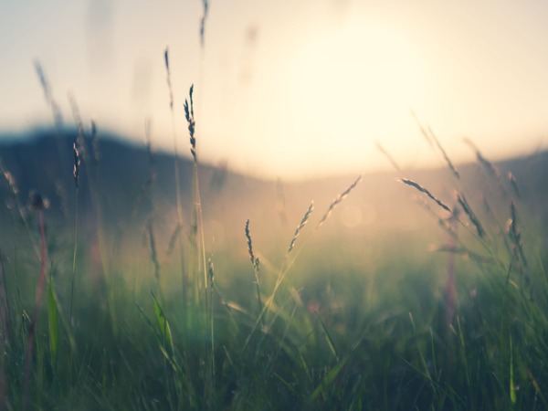 wild-grass-in-the-mountains-at-sunset